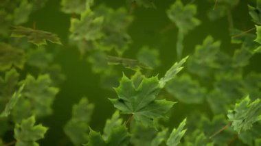 Akçaağaç Yaprakları Hareketli Döngü Canlandırılmış Duvar Kağıdı Arkaplanı