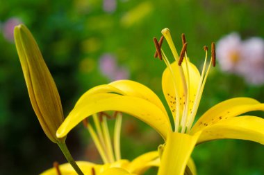 Güzel sarı zambak yaz yeşil bahçesinde kapanıyor.