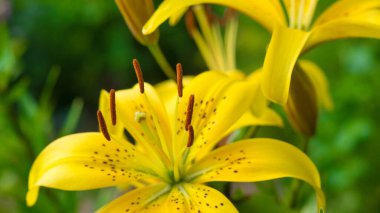Güzel sarı zambak yaz yeşil bahçesinde kapanıyor.