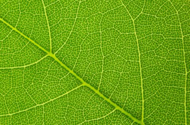 Makro doğa. Yeşil yaprak arkaplanı.