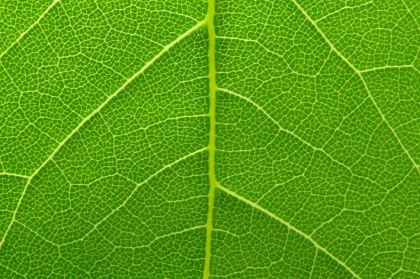 Macro Nature Green Leaf Background — Stockfoto