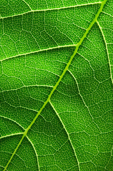 Macro nature. Green leaf background.