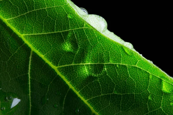 Macro Natureza Folha Verde Gotas Água Fundo Preto — Fotografia de Stock