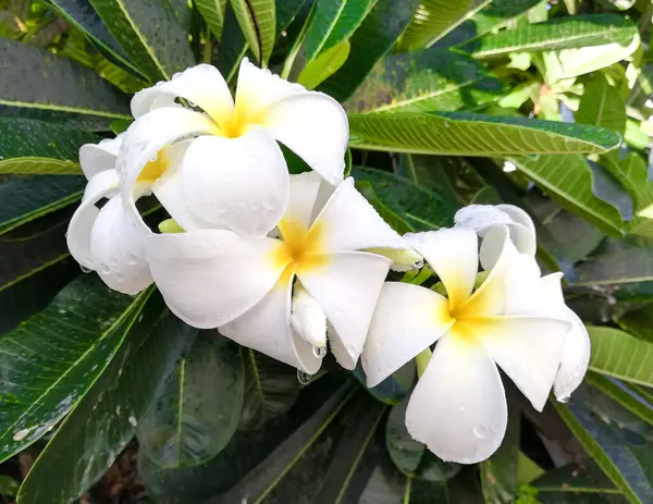 Mooie Witte Plumeria Bloem Een Groene Achtergrond Met Bladeren Waterdruppels — Stockfoto