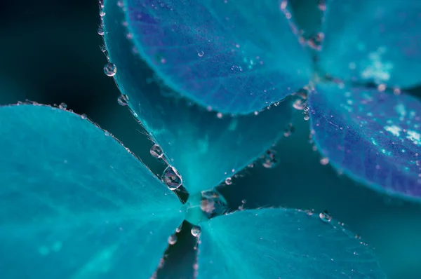 Hojas Azules Gotas Agua Macro Naturaleza —  Fotos de Stock