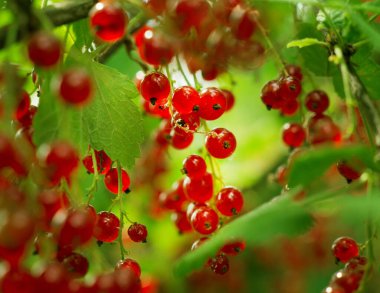 Bahçede olgun kırmızı üzümler. Yeşil arka planda bir dut dalı.