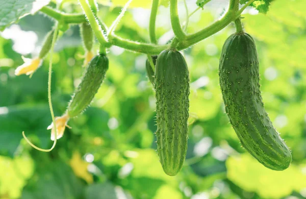 Rijp Komkommers Een Tak Tuin Een Groene Achtergrond Rechtenvrije Stockafbeeldingen