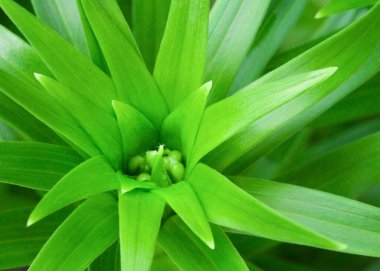 Yeşil yaprakların arka planı üst görüntüde. Makro doğa.