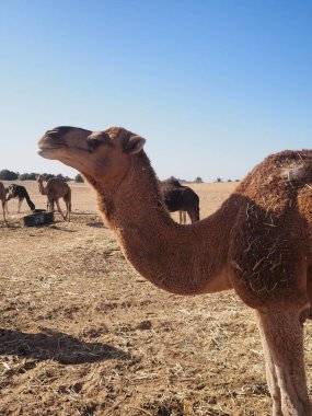 A camel rests at a caravan camp among the dunes of the Merzouga desert. Journey to Morocco, Sahara Desert.