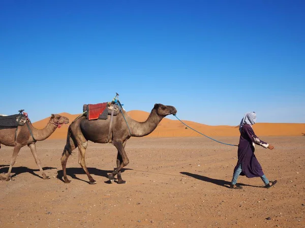 Berber bir adam kumlu Merzouga Çölü 'nün kumullarında bir deve kervanına önderlik ediyor. Fas 'a seyahat, Sahra Çölü.