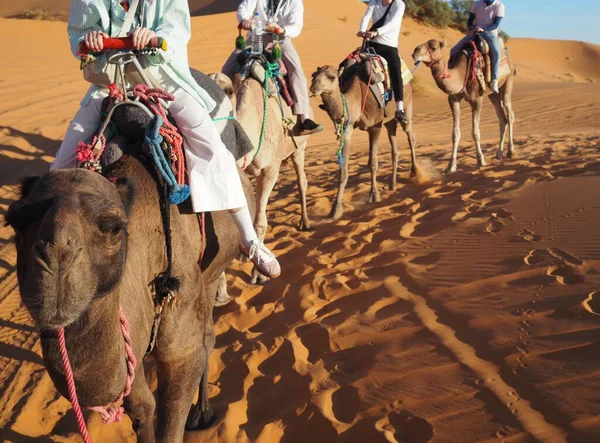 Kumlu Merzouga Çölü 'nün kum tepelerinin arasında deve sürüyor. Fas 'a seyahat, Sahra Çölü.