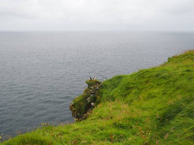 Martı kuşları uçurumun kenarında oturuyorlar. Faroe Adaları 'nın yeşil ve yeşil manzaraları. Nolsoy Adası.