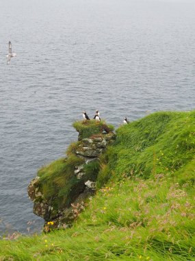 Martı kuşları uçurumun kenarında oturuyorlar. Faroe Adaları 'nın yeşil ve yeşil manzaraları. Nolsoy Adası.