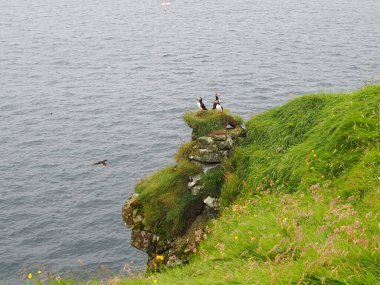 Martı kuşları uçurumun kenarında oturuyorlar. Faroe Adaları 'nın yeşil ve yeşil manzaraları. Nolsoy Adası.