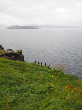 Martı kuşları uçurumun kenarında oturuyorlar. Faroe Adaları 'nın yeşil ve yeşil manzaraları. Nolsoy Adası.