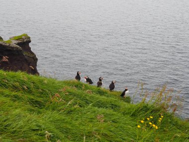 Martı kuşları uçurumun kenarında oturuyorlar. Faroe Adaları 'nın yeşil ve yeşil manzaraları. Nolsoy Adası.
