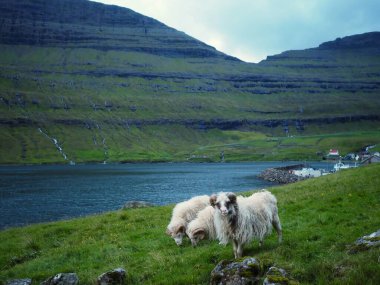 Faroe Adaları 'nın yeşil kuzey manzaraları. Bordoy 'daki Arnafjordur köyünde şelaleli fiyortların arasında yeşil çayırlarda otlayan sevimli beyaz koyunlar..