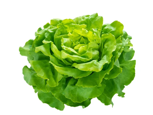 Groene sla salade hoofd — Stockfoto