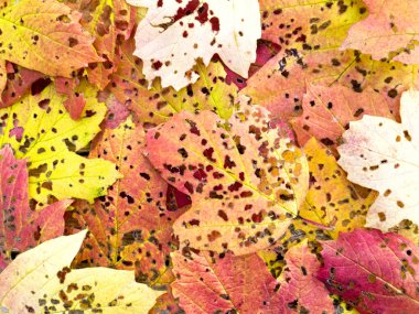 Böcekler tarafından delikli yaprak