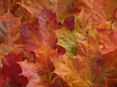 Sonbahar akçaağaç yaprakları