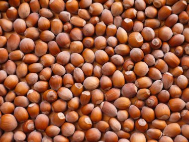 Fındık meyve arka plan