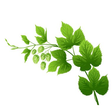 Yeşil hop şube 