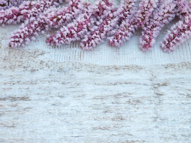 Pembe Snakeroot'a çiçekler