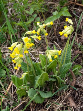 Sarı primula veris 