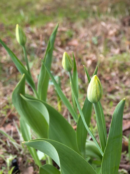 Botões de tulipa verde — Fotografia de Stock