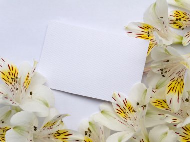 Boş davetiyeli beyaz alstroemeria çiçek