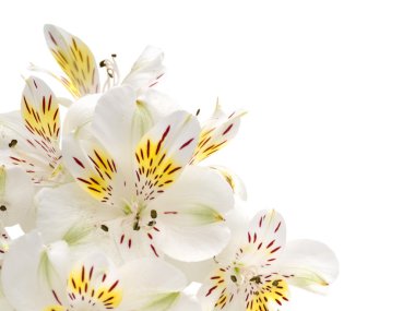 White alstroemeria flowers  clipart