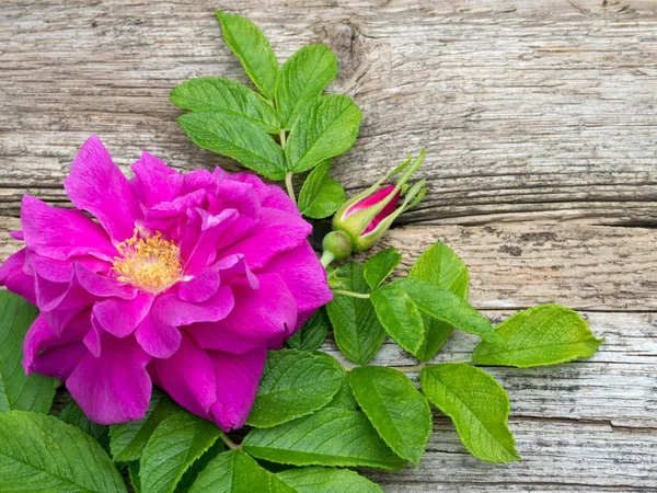 Dunkelrosa Rugosa Rosenblüte mit Blättern und Knospe — Stockfoto