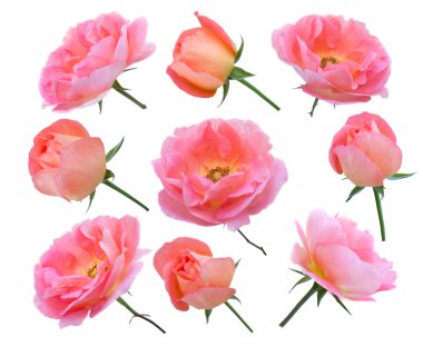 Somon gül ve tomurcukları seti