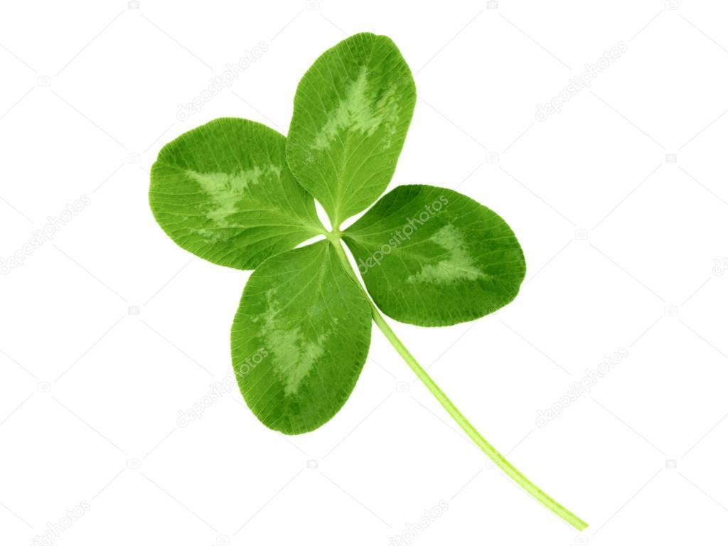 Lucky clover with four leaves