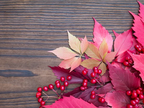 Röd viburnum bär och faller löv — Stockfoto