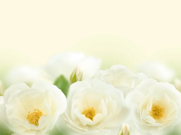 Tender buquê de rosas brancas — Fotografia de Stock