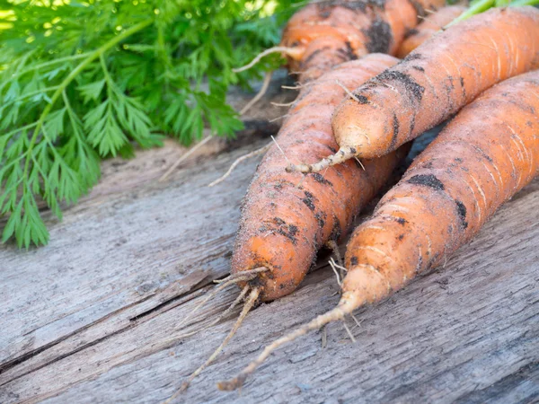 Drie wortelen vuil met de bodem op het grijze houten bord — Stockfoto