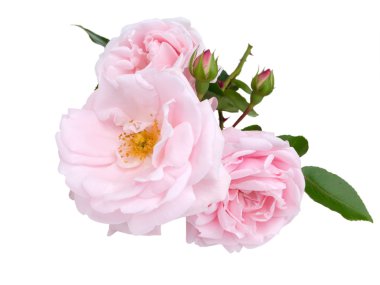 Üç pembe Gül ve tomurcukları