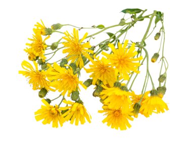 Vahşi sarı hawksbeard çiçek buketi