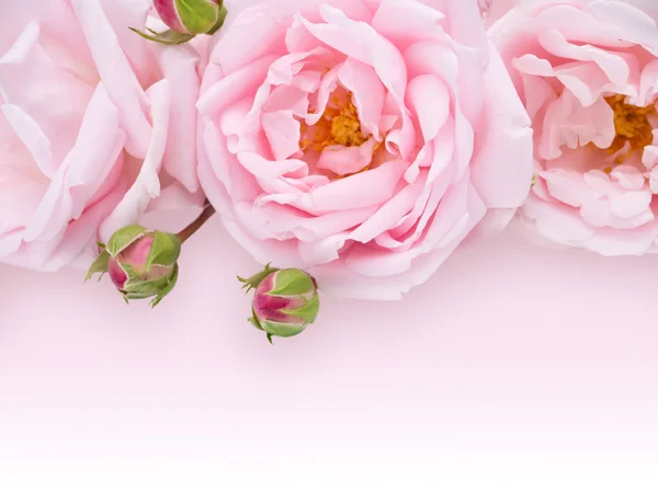 Букет блідо-рожевих троянд — стокове фото