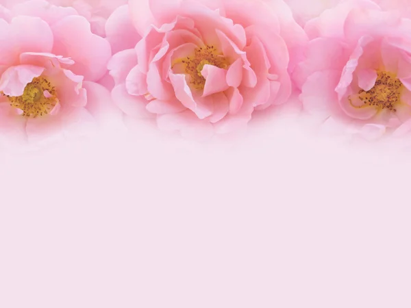 Soluk pembe arka plan üzerinde üç narin pembe güller — Stok fotoğraf