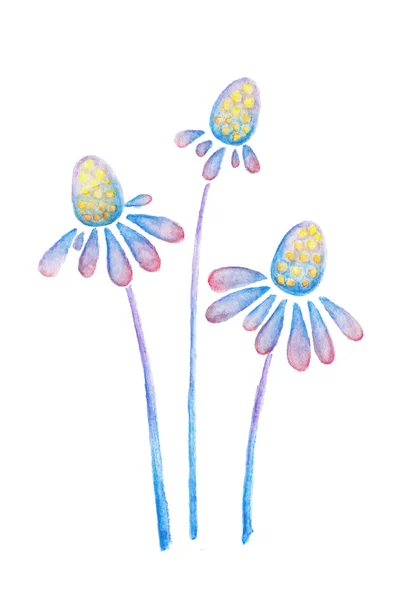 Fioletowe kwiaty niebieskie z echinacea kredki akwarelowe, rysunek — Zdjęcie stockowe