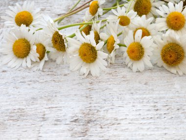 Papatya çiçeği beyaz boyalı tahta üzerinde