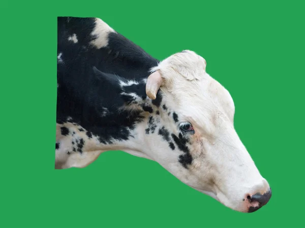 Krowiego głowę na białym tle na zielonym tle — Zdjęcie stockowe