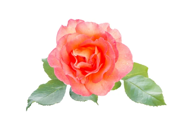 Orange rose isolated on white — Stock Photo, Image