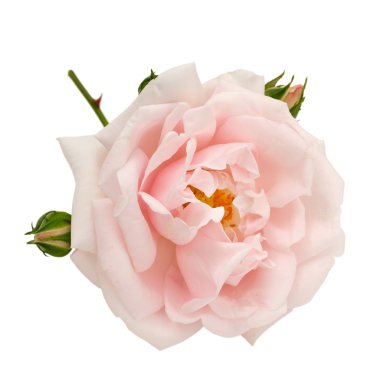 Pembe Gül beyaz izole allık