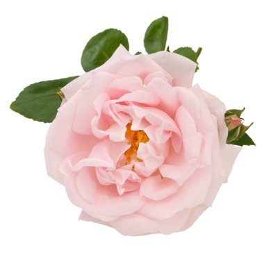 Pembe Gül ve beyaz izole yaprakları