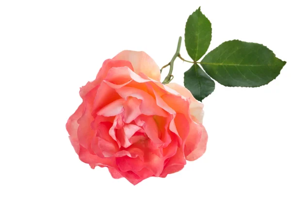Кучерява оранжева троянда ізольована на білому — стокове фото