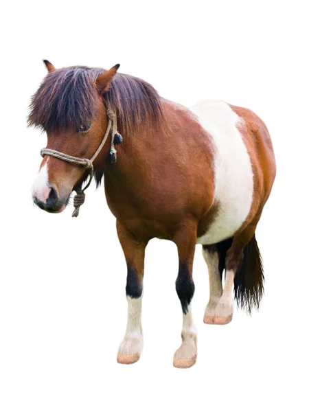 Braune und weiße Pony isoliert auf weiß — Stockfoto