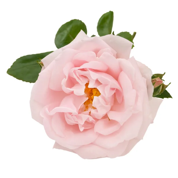 Rosa rosa e folhas isoladas em branco — Fotografia de Stock
